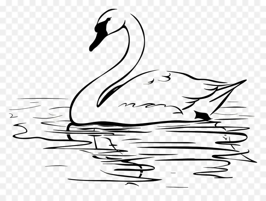 Contorno Do Cisne，Cisne PNG