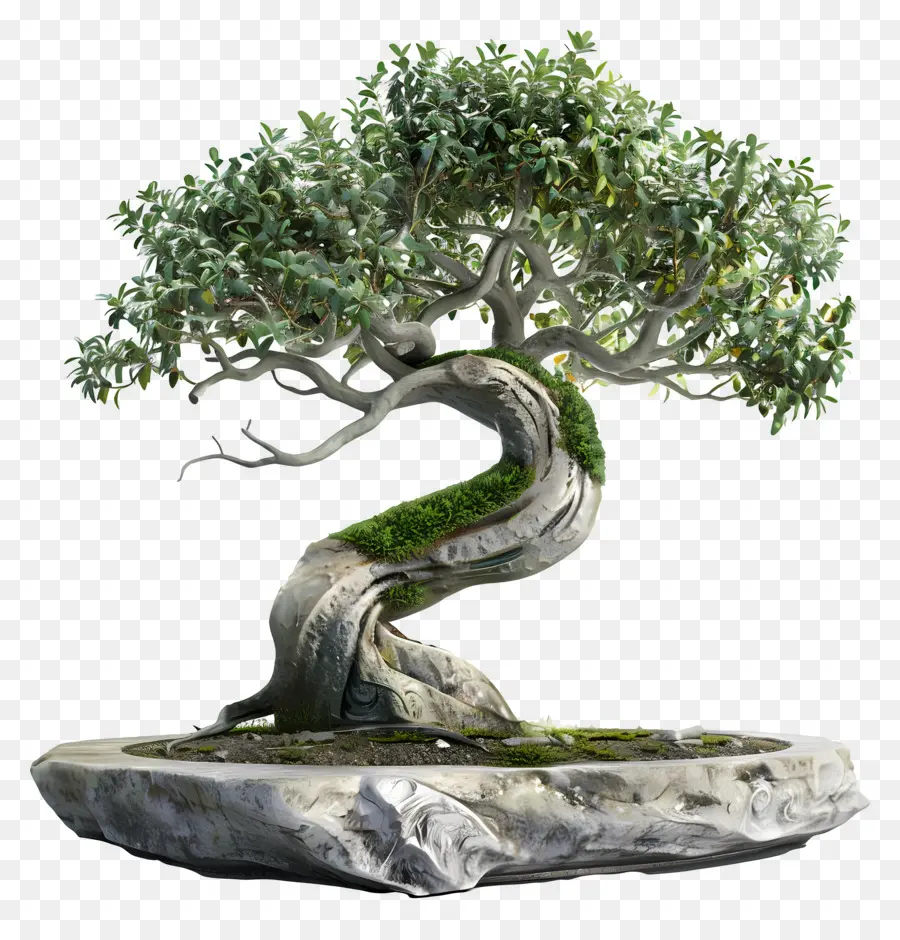 Árvore Bonsai，Miniatura PNG