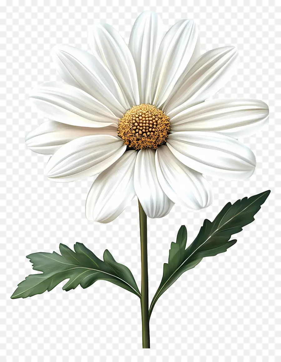 Bom Dia，Flor Branca PNG