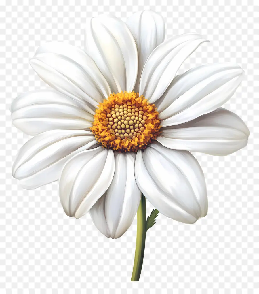 Bom Dia，Flor Branca PNG