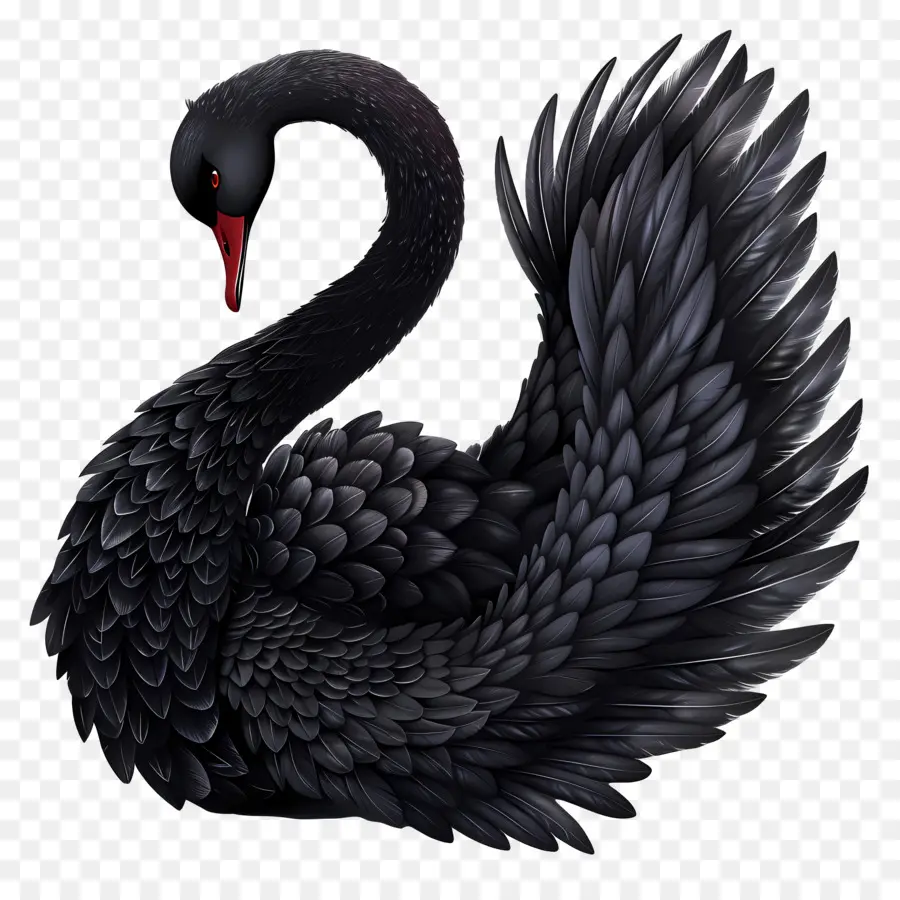 Cisne Negro，Elegante PNG