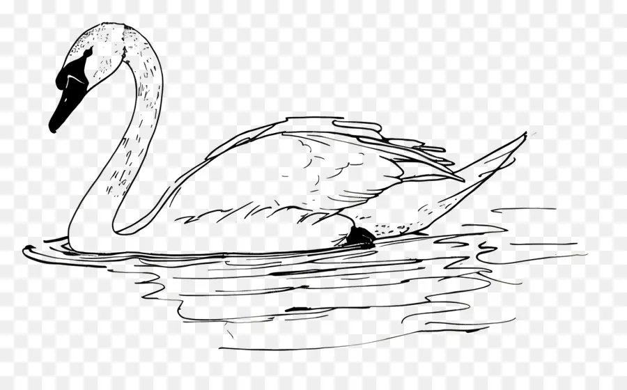 Contorno Do Cisne，Cisne PNG