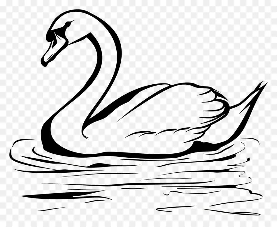 Contorno Do Cisne，Cisne Negro PNG