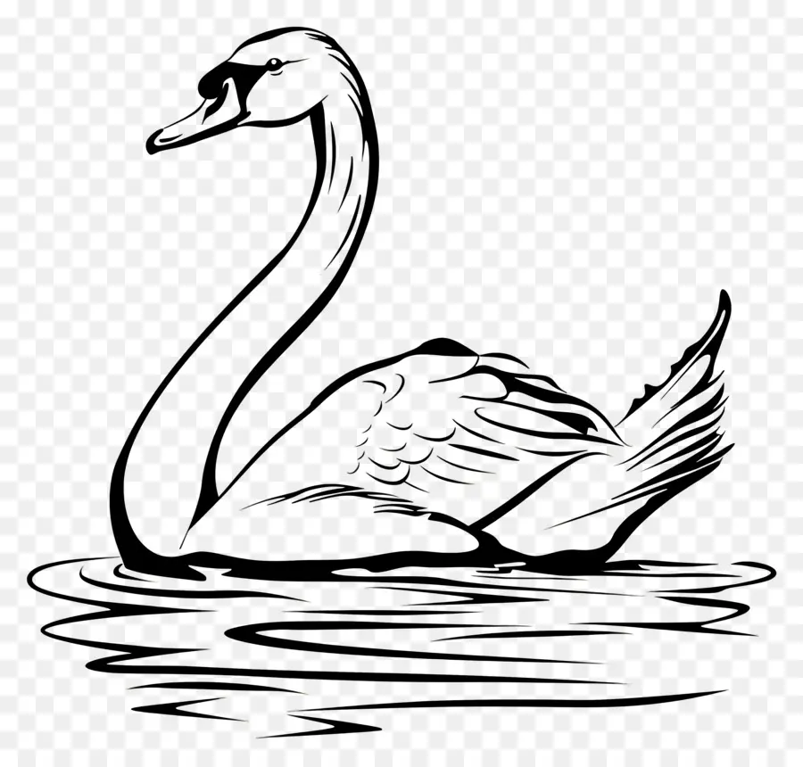 Contorno Do Cisne，Cisne PNG