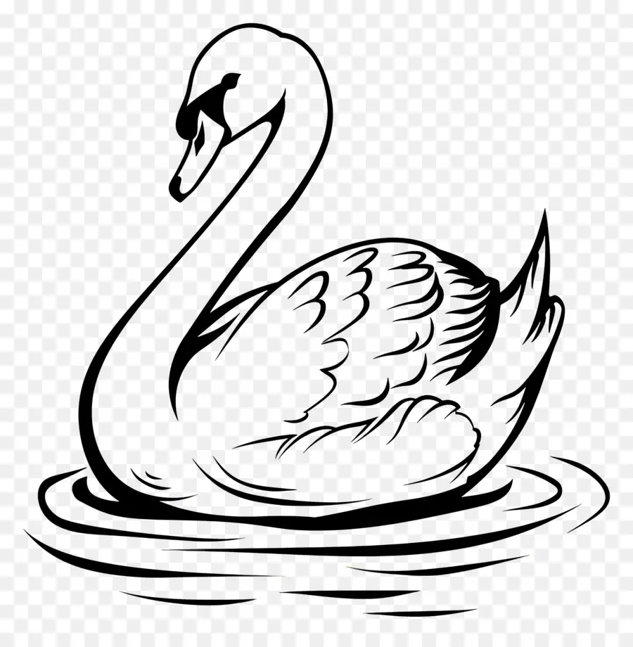 Contorno Do Cisne，Cisne PNG