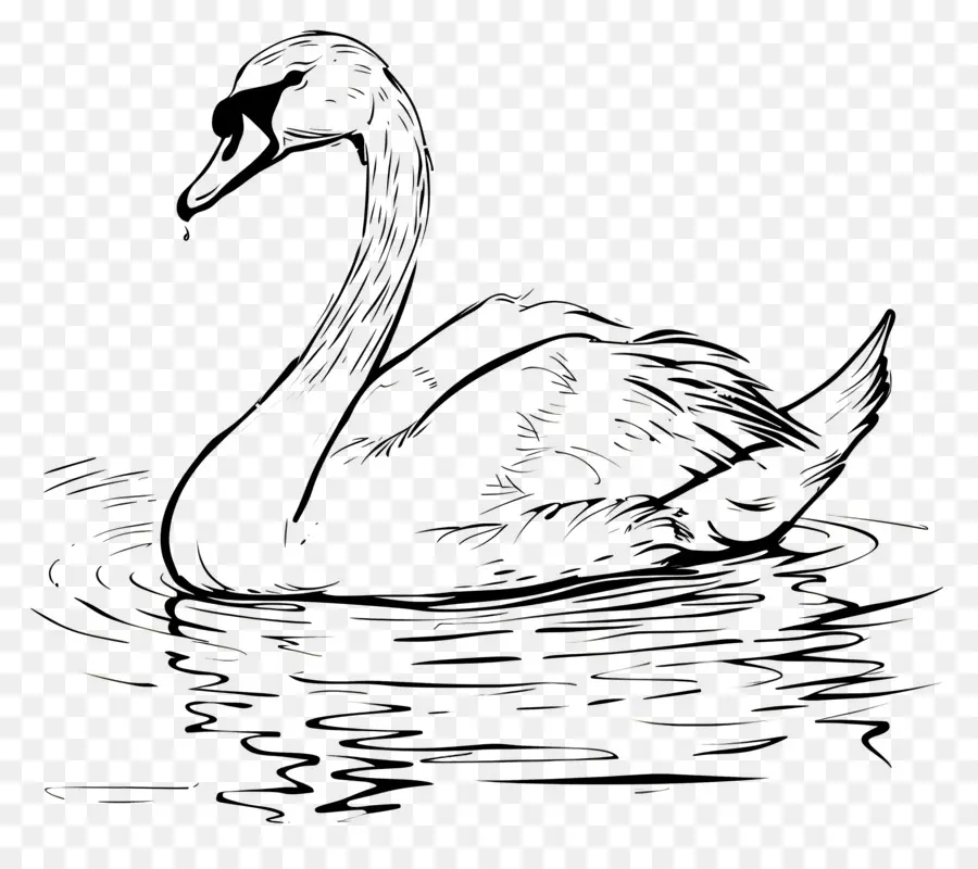 Contorno Do Cisne，Cisne PNG