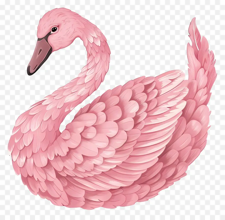 Cisne Rosa，Penas PNG