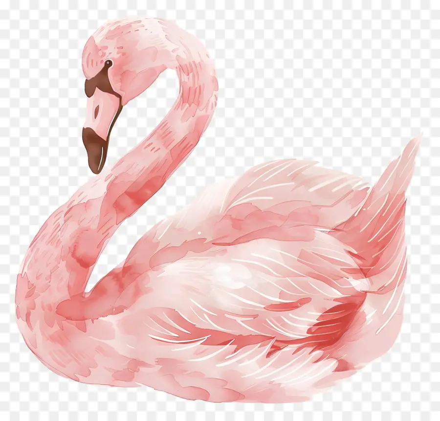 Cisne Rosa，Pássaro PNG