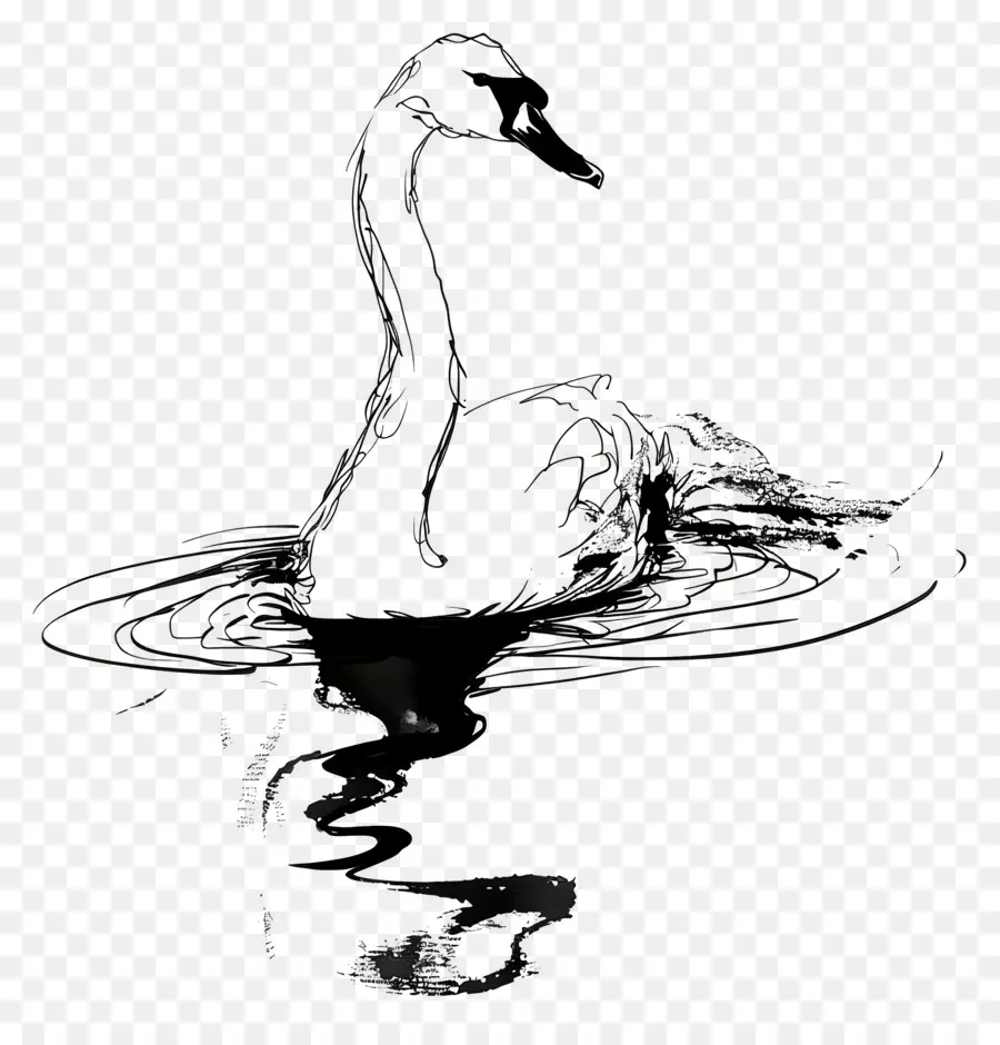 Contorno Do Cisne，Cisne PNG