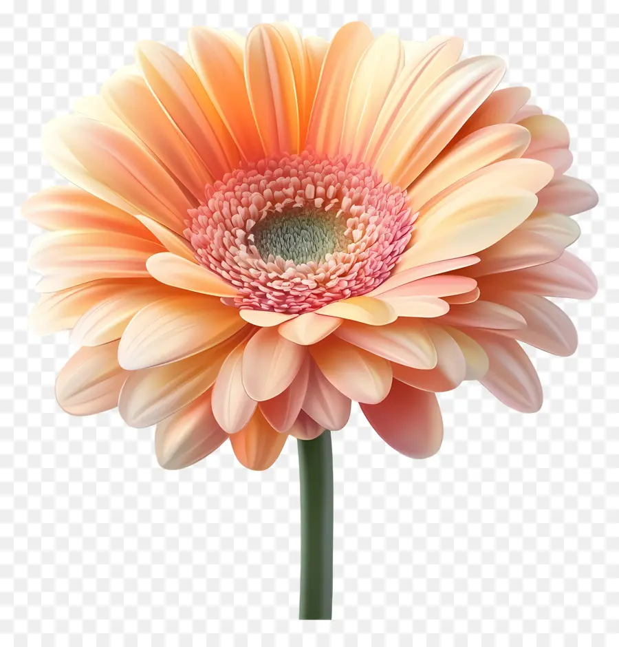 Bom Dia，Flor Branca E Rosa PNG