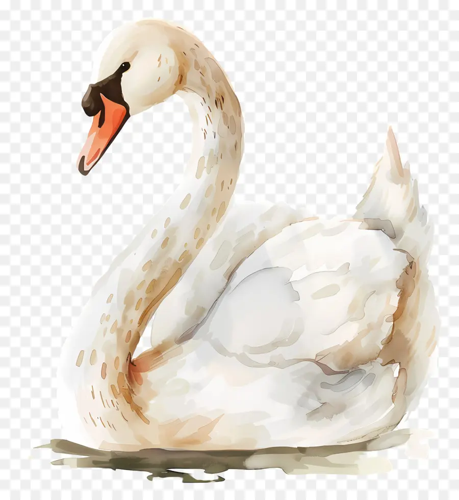 Cisne Fofo，Cisne Branco PNG