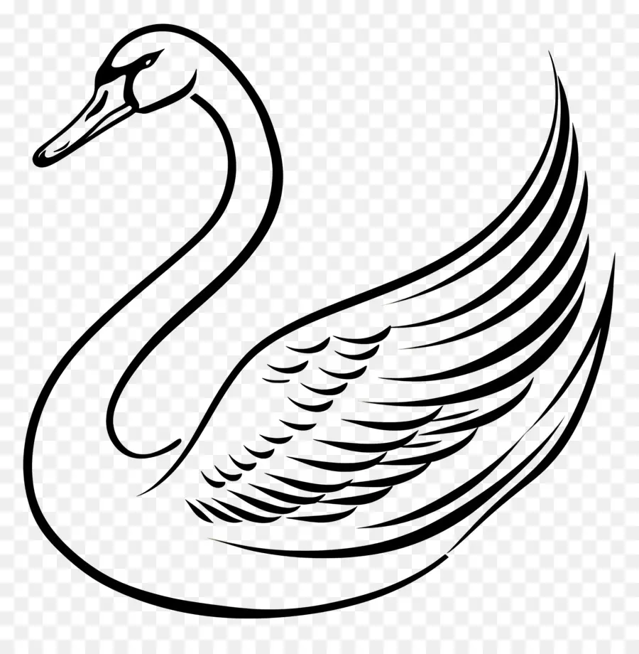 Contorno Do Cisne，Cisne PNG