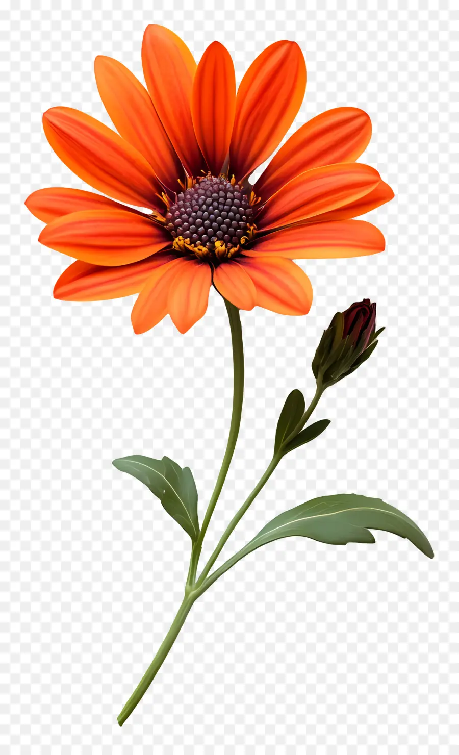 Bom Dia，Flor Laranjeira PNG