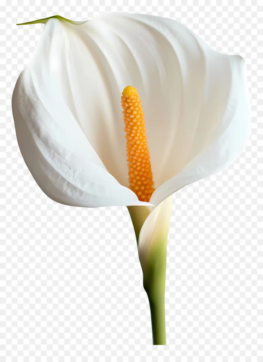 Bom Dia，Flor Branca PNG