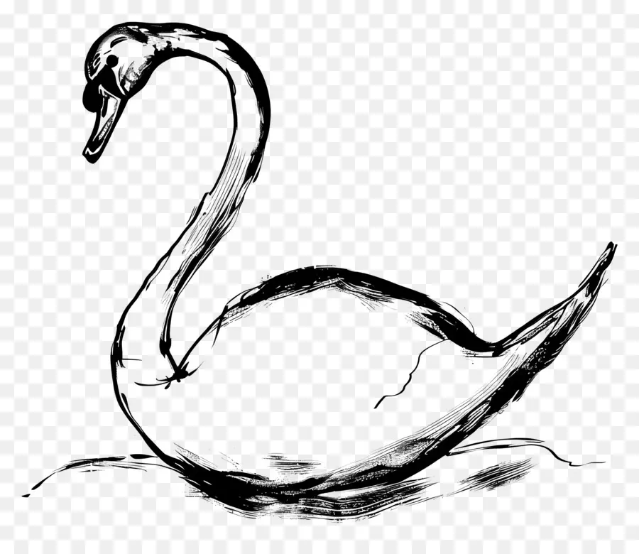 Contorno Do Cisne，Cisne PNG