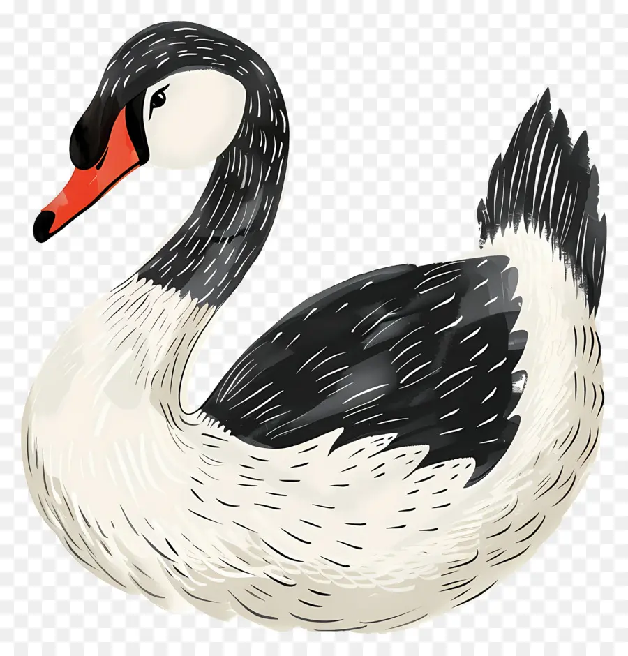 Cisne Fofo，Cisne PNG