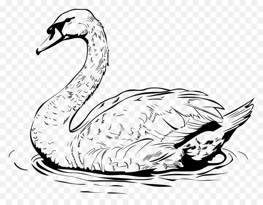 Contorno Do Cisne，Cisne PNG