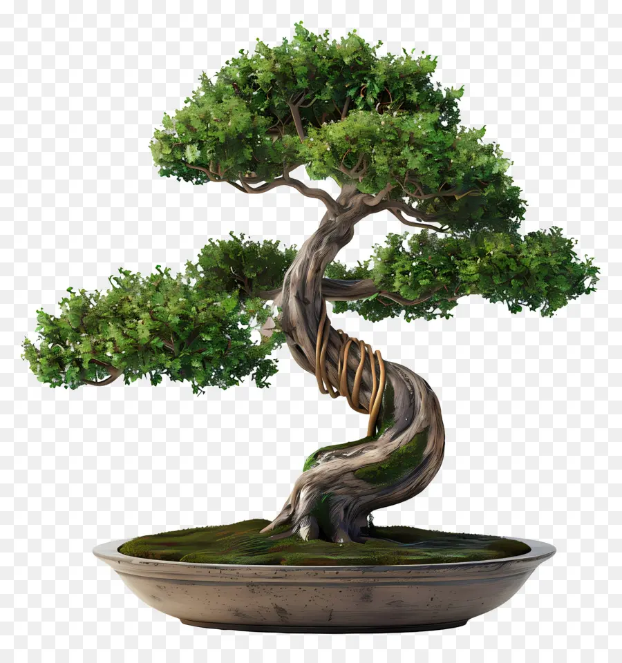 Árvore Bonsai，Miniatura PNG