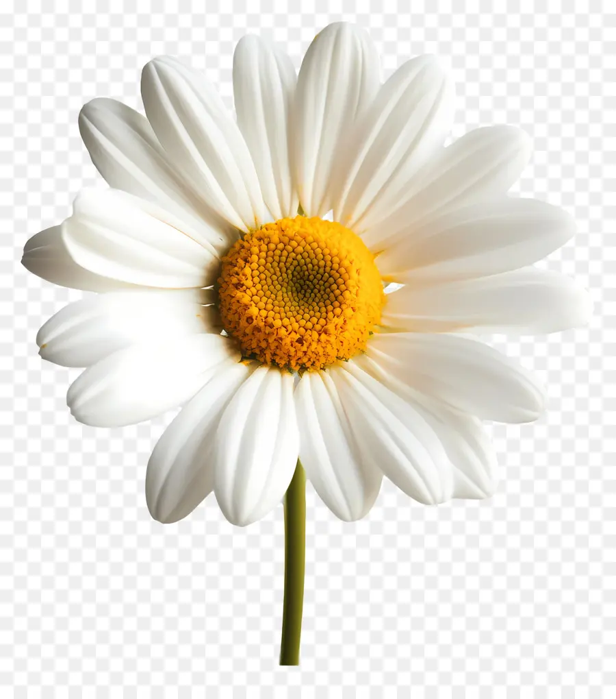 Bom Dia，Flor PNG