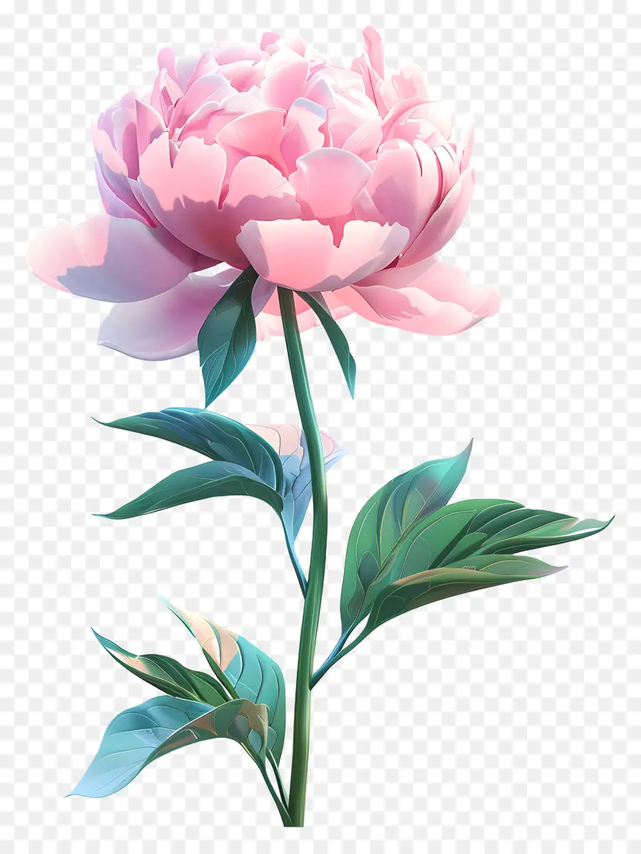 Peônia Rosa，Cravo Rosa PNG