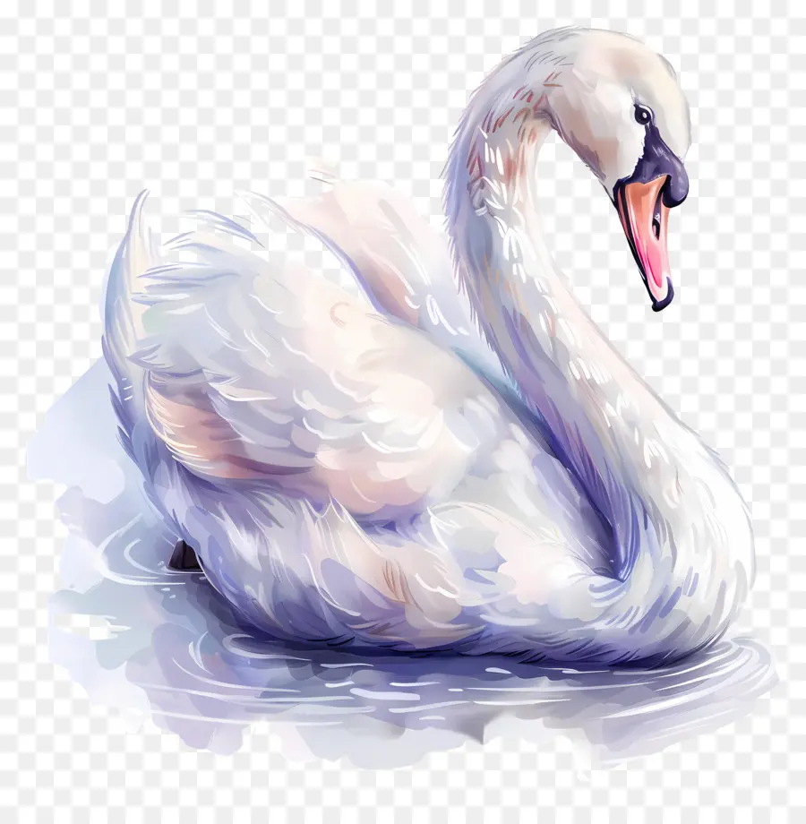 Cisne Fofo，Cisne Branco PNG