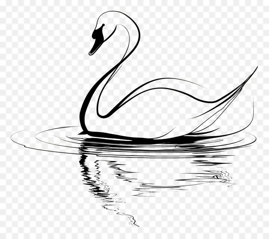 Contorno Do Cisne，Cisne Negro PNG