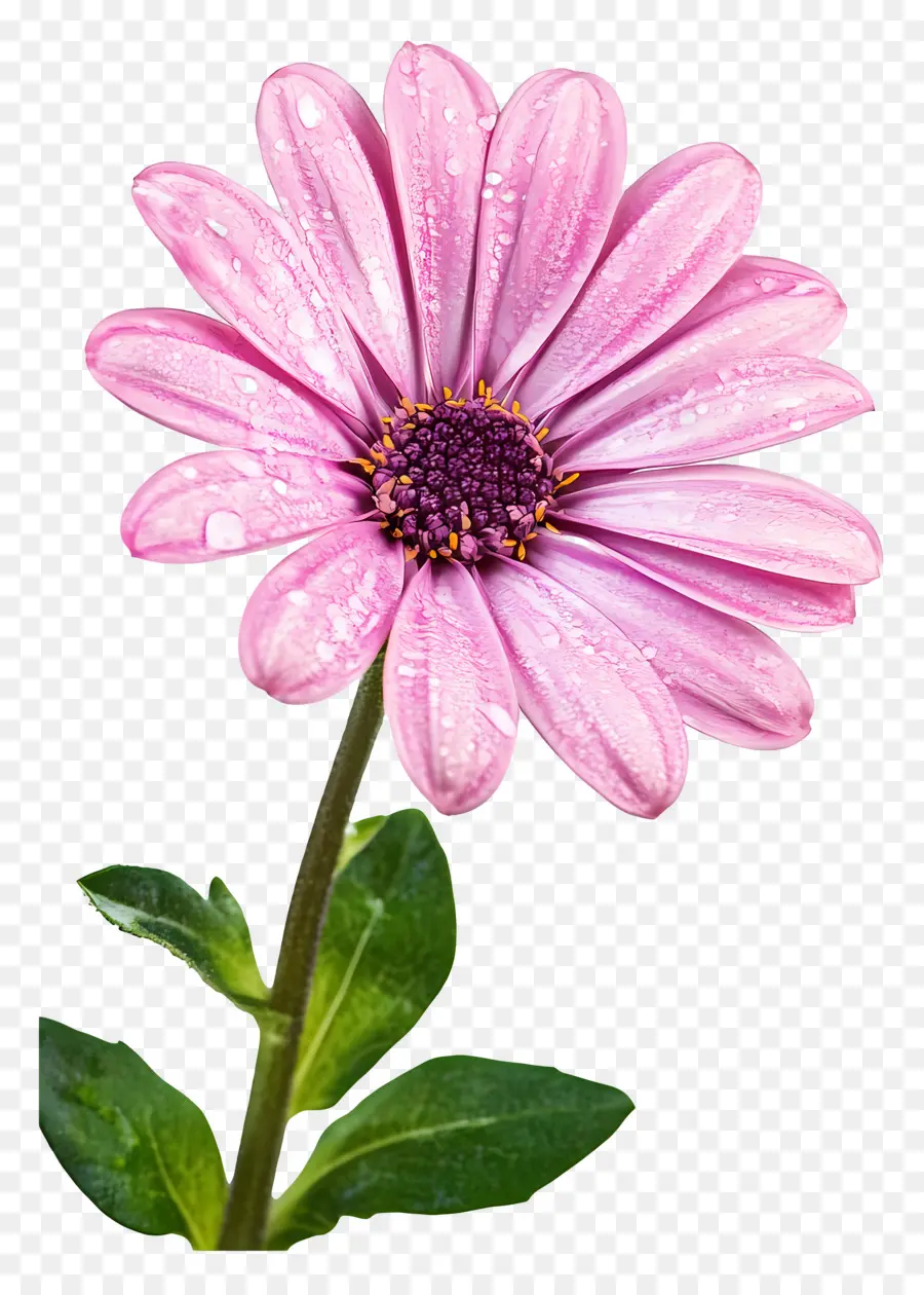 Bom Dia，Flor PNG