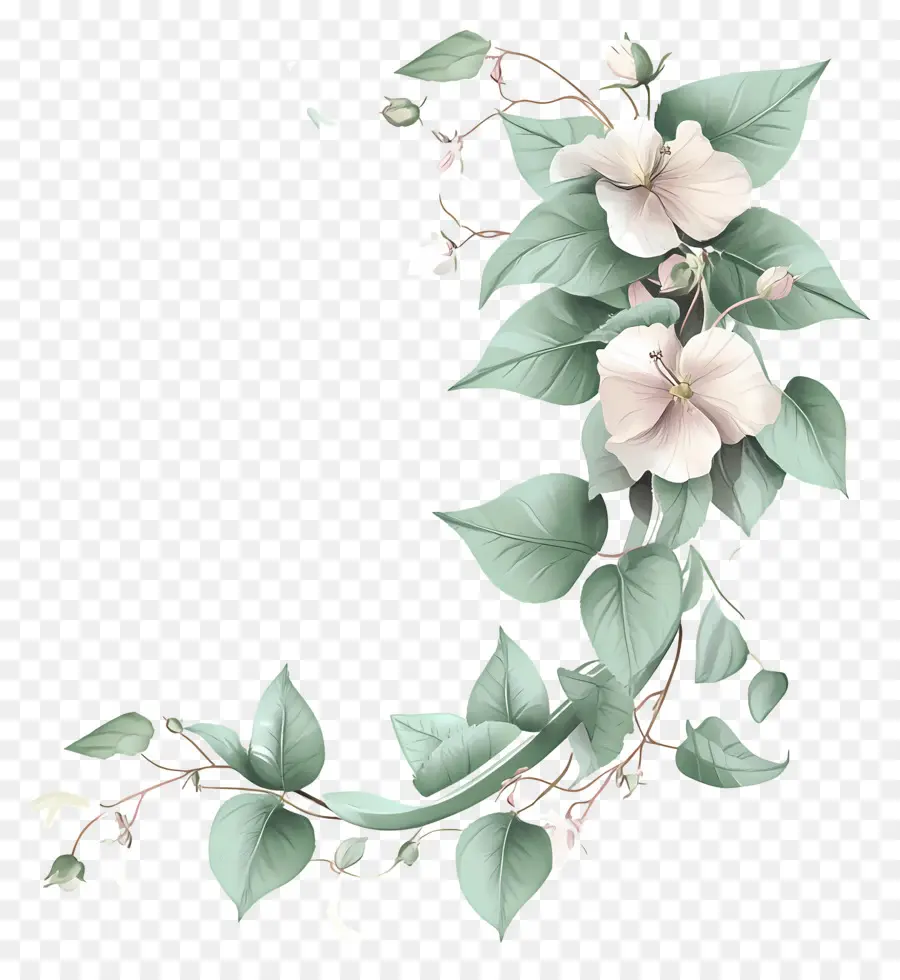 Canto Da Fita，Desenho Floral PNG