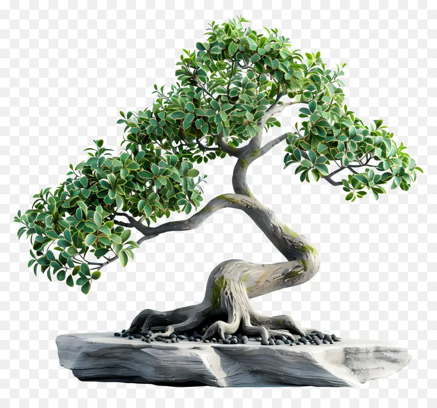 Árvore Bonsai，Plantar PNG