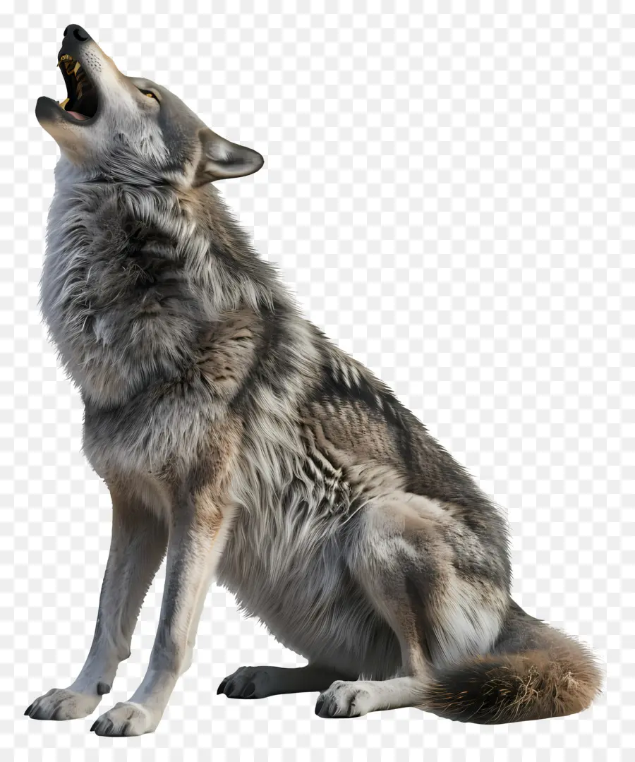 Lobo Uivando，Lobo Uivante PNG