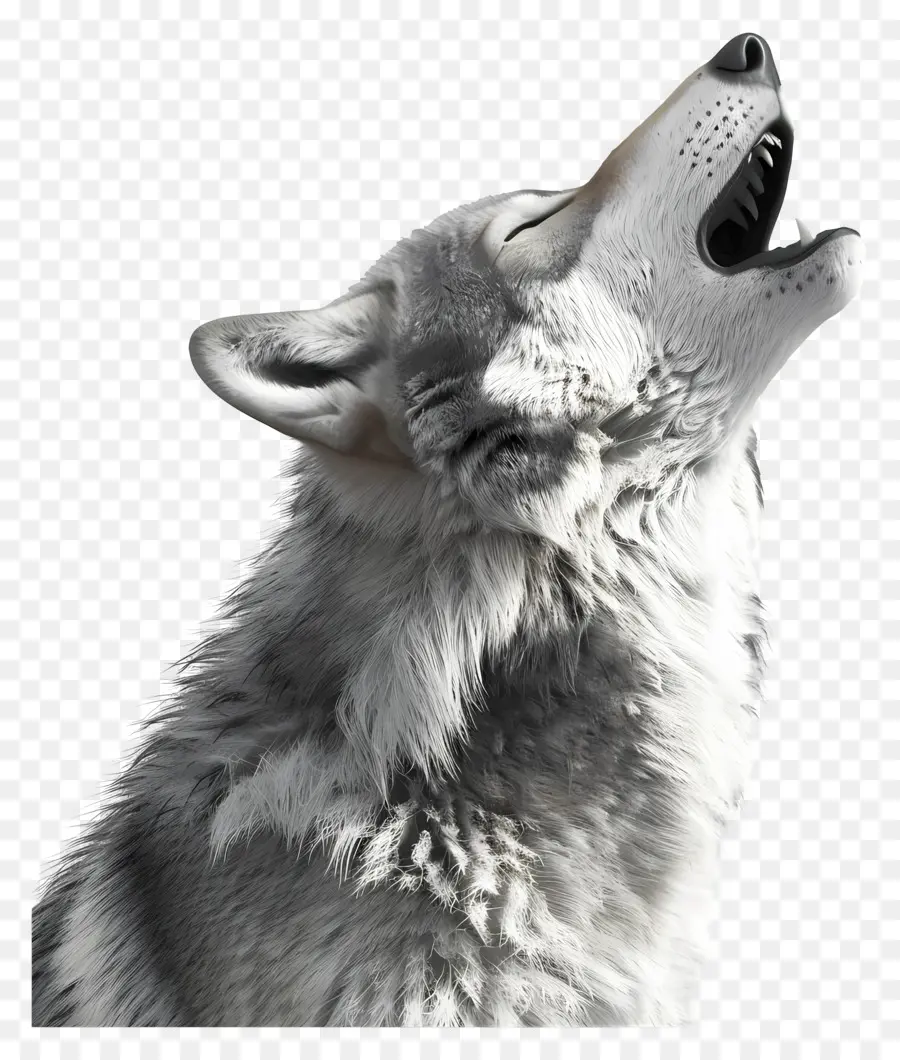 Lobo Uivando，Lobo Uivante PNG