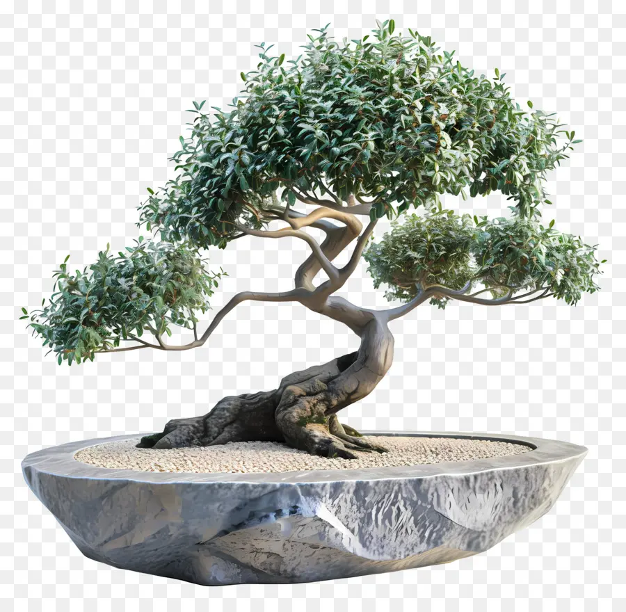 Árvore Bonsai，Plantar PNG