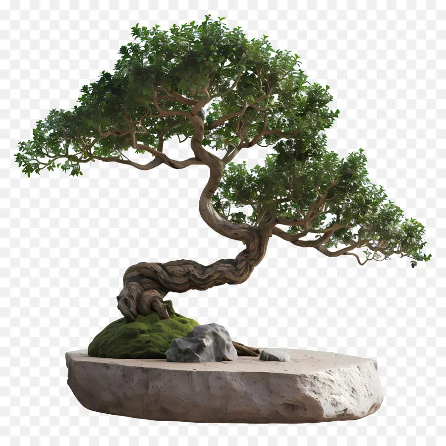 Árvore Bonsai，Plantar PNG