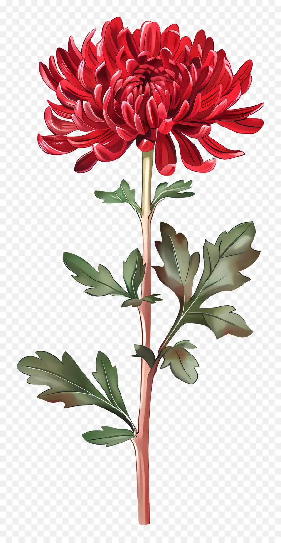 Crisântemo Vermelho，Flor Vermelha PNG