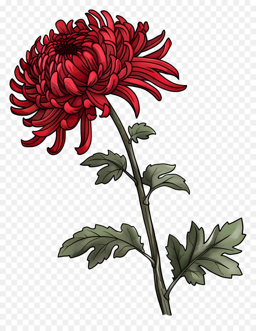 Crisântemo Vermelho，Flor Vermelha PNG