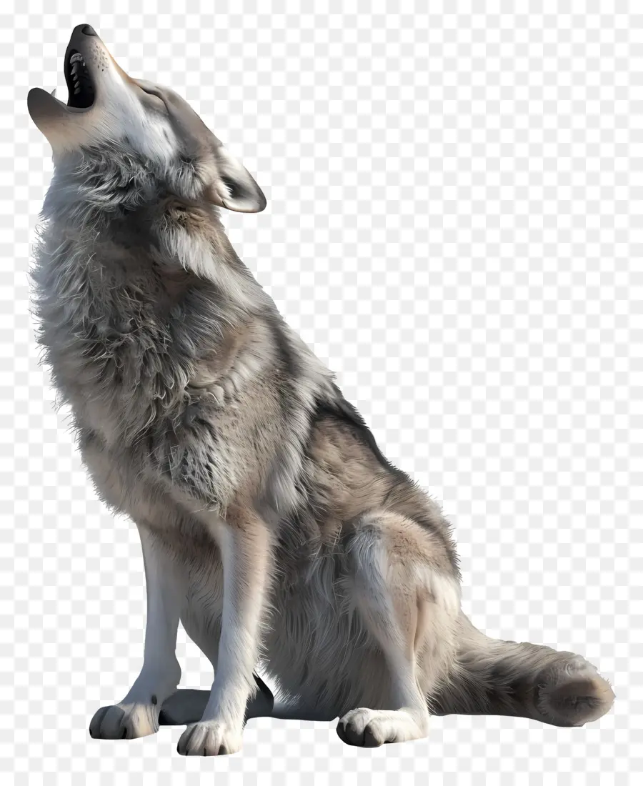 Lobo Uivando，Lobo Uivante PNG