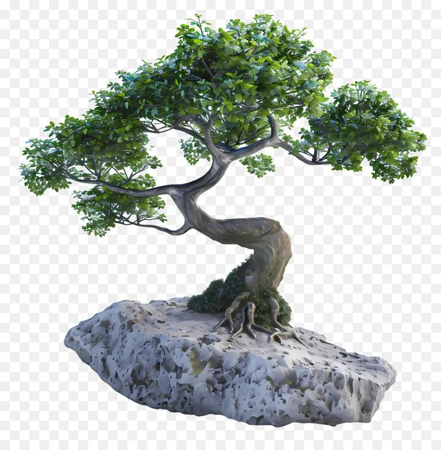 Árvore Bonsai，Plantar PNG