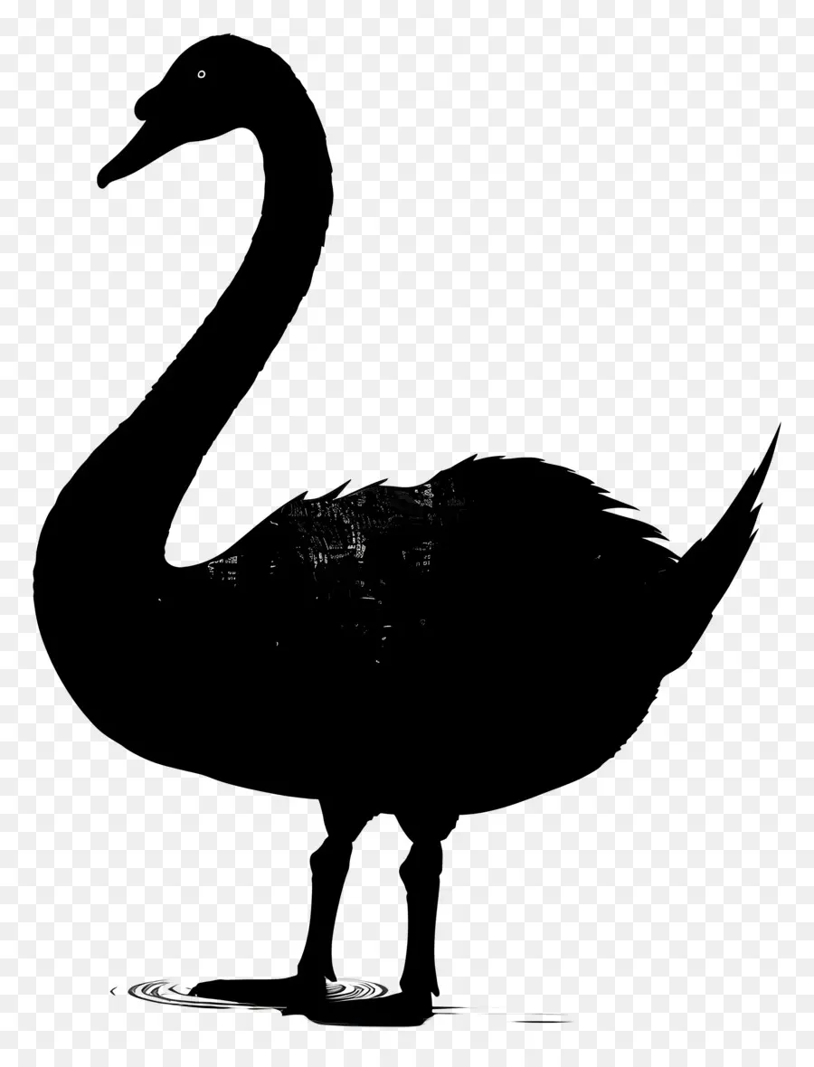 Silhueta De Cisne，Cisne Negro PNG