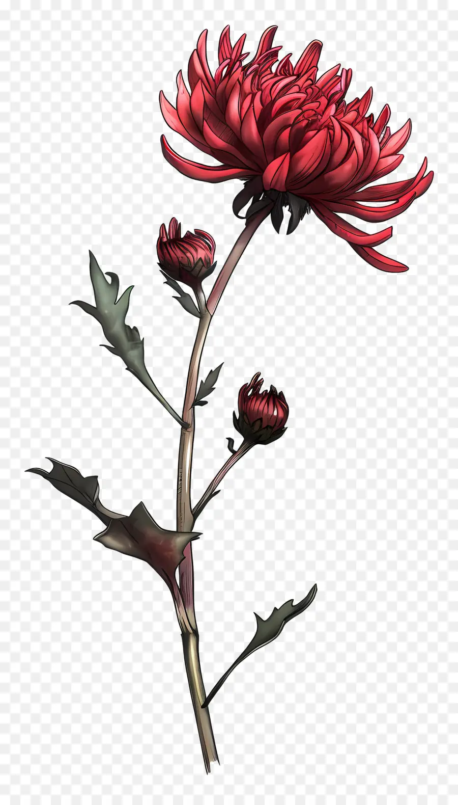 Crisântemo Vermelho，Flor Vermelha PNG