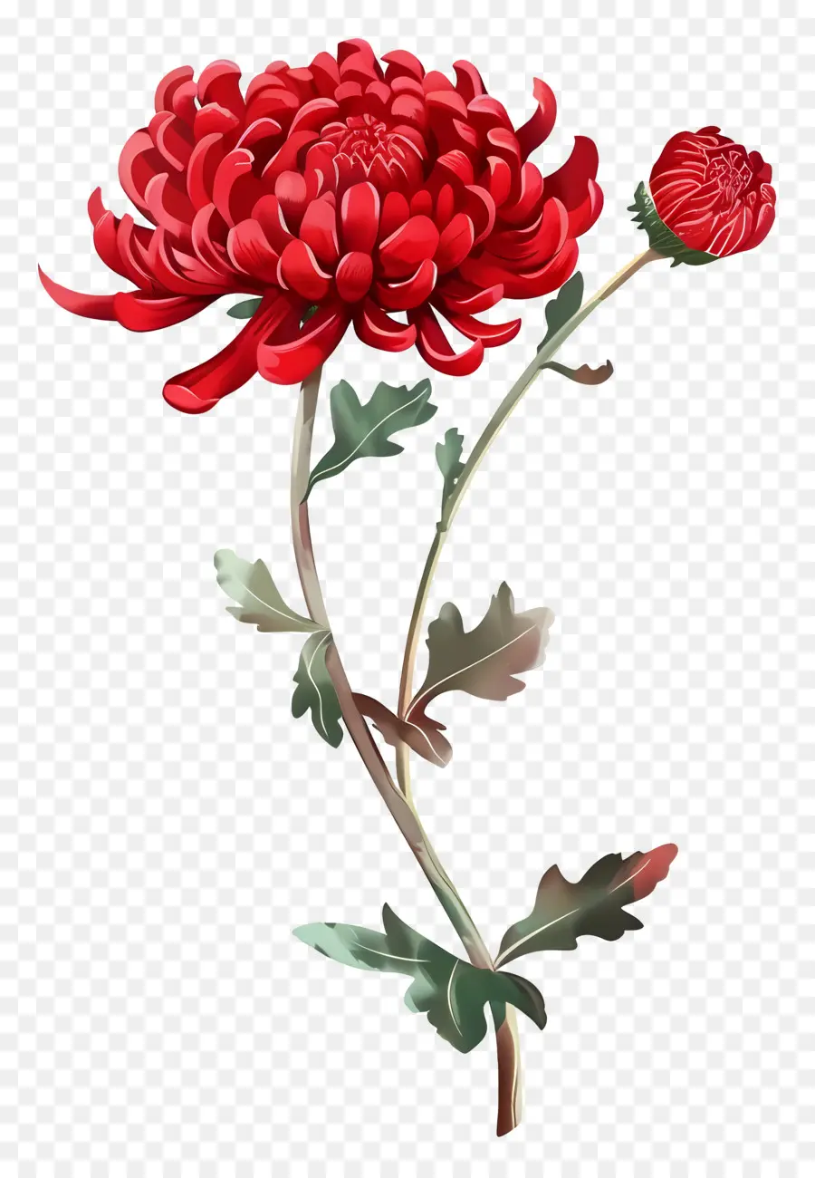 Crisântemo Vermelho，Flor Vermelha PNG