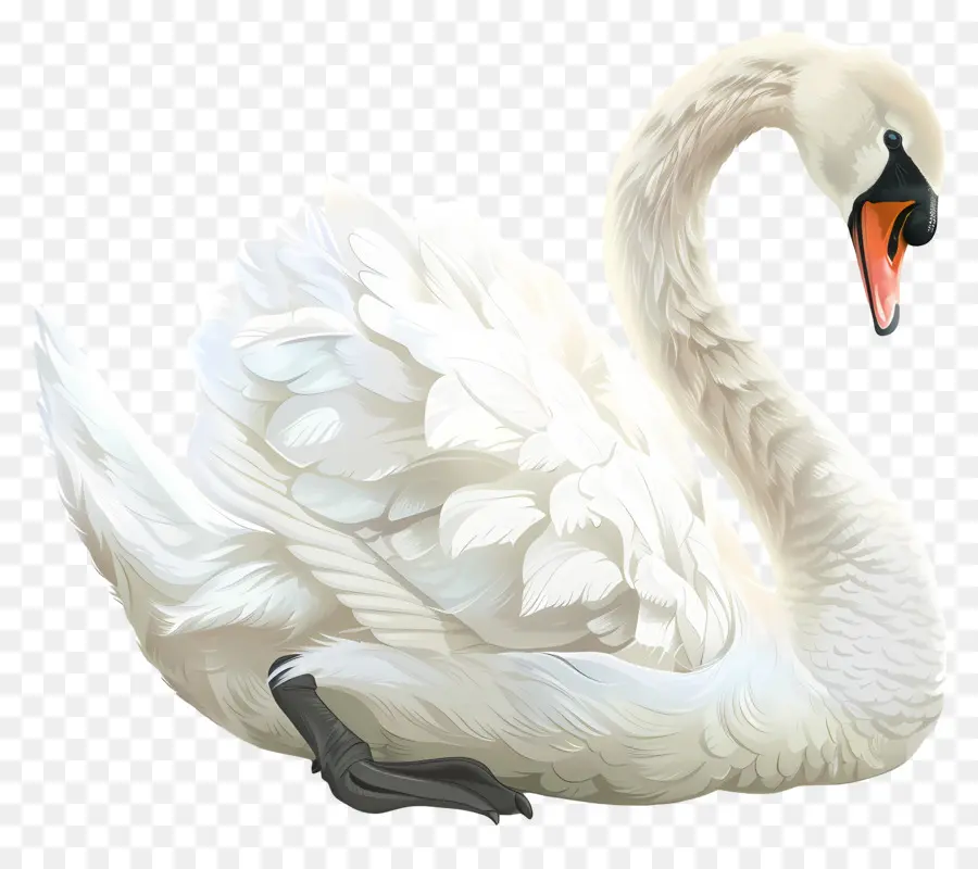 Cisne Branco，Água PNG