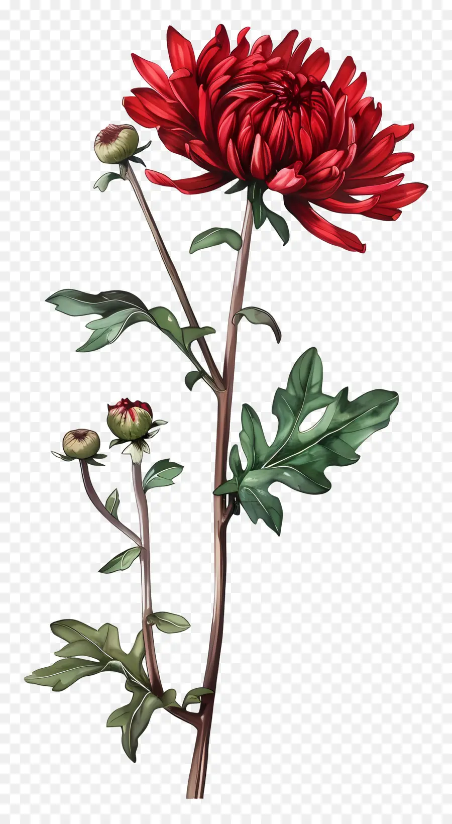 Crisântemo Vermelho，Flor Vermelha PNG