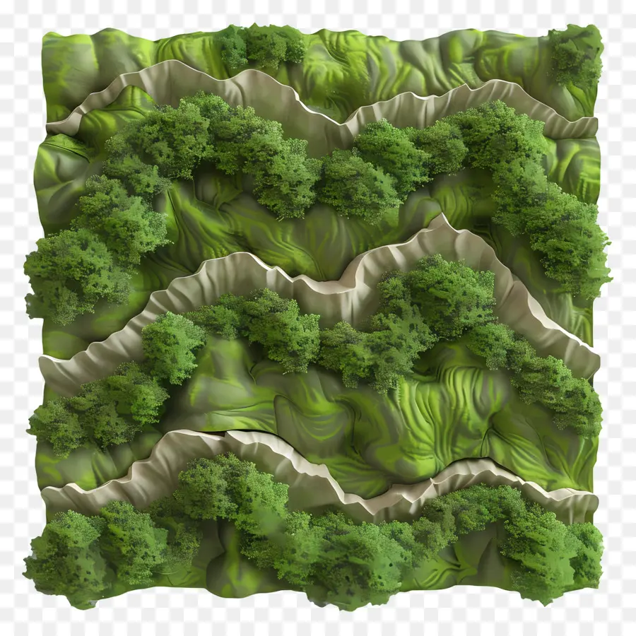 Musgo De Parede，Floresta PNG