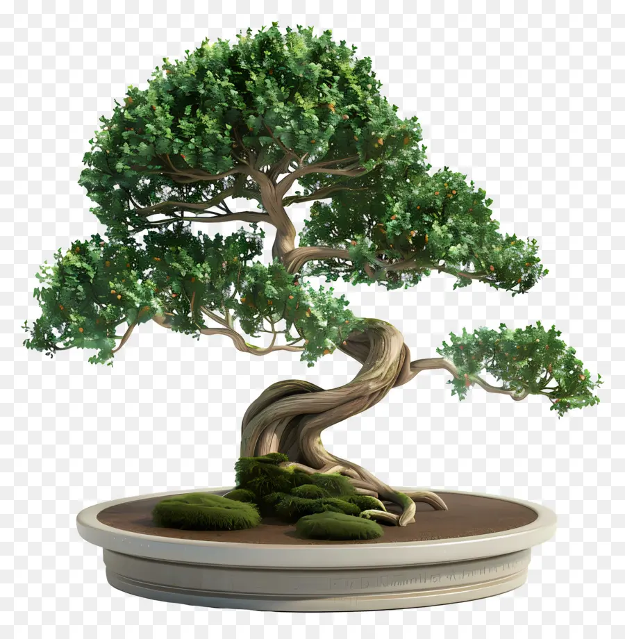 Árvore Bonsai，Bonsai PNG