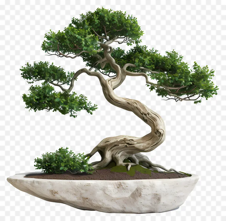 Árvore Bonsai，Plantar PNG