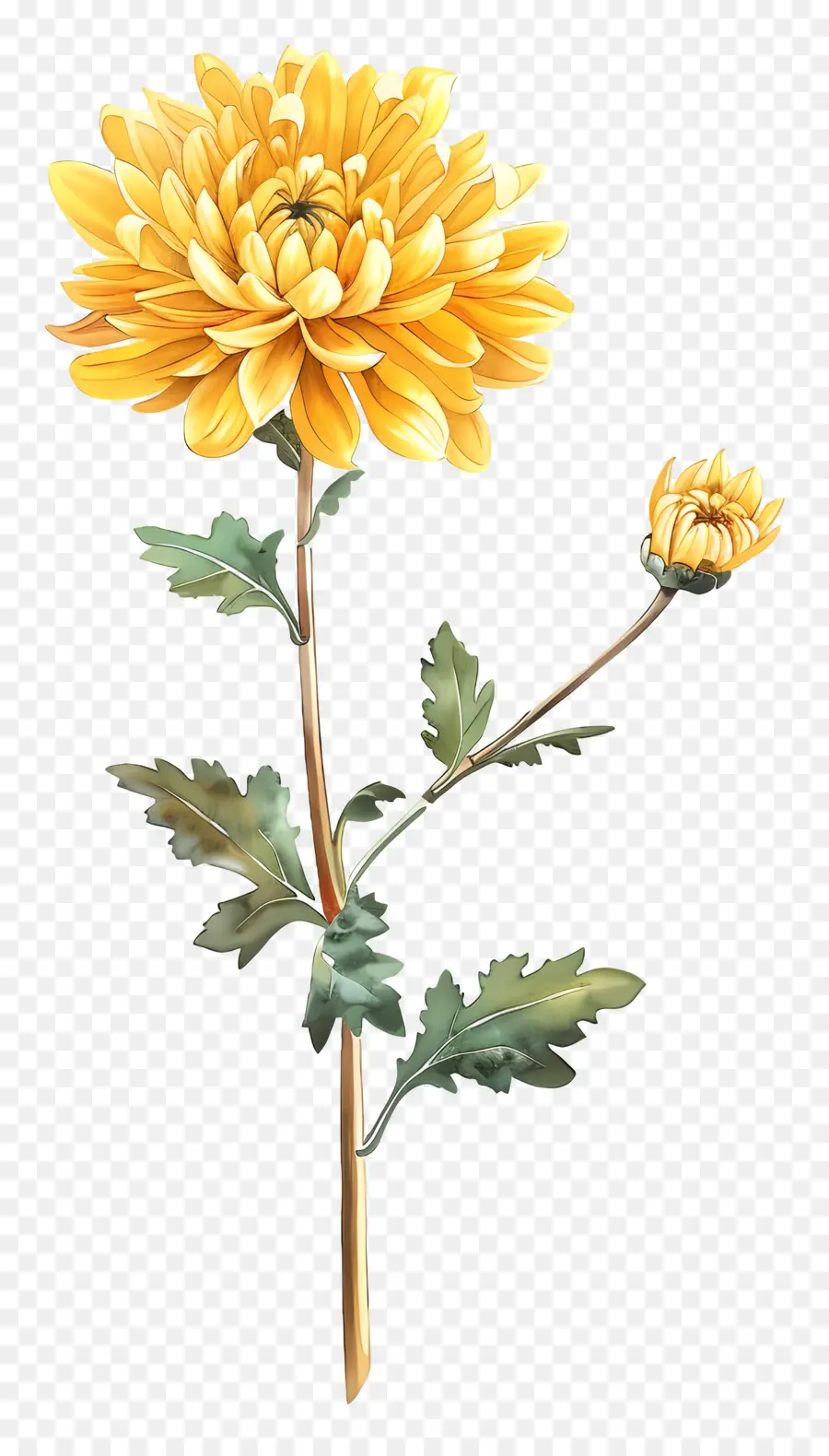 Crisântemo Amarelo，Flor Branca PNG