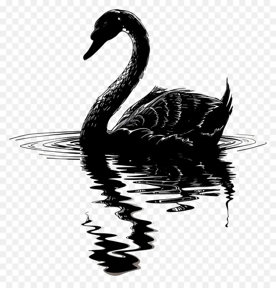 Silhueta De Cisne，Cisne Negro PNG