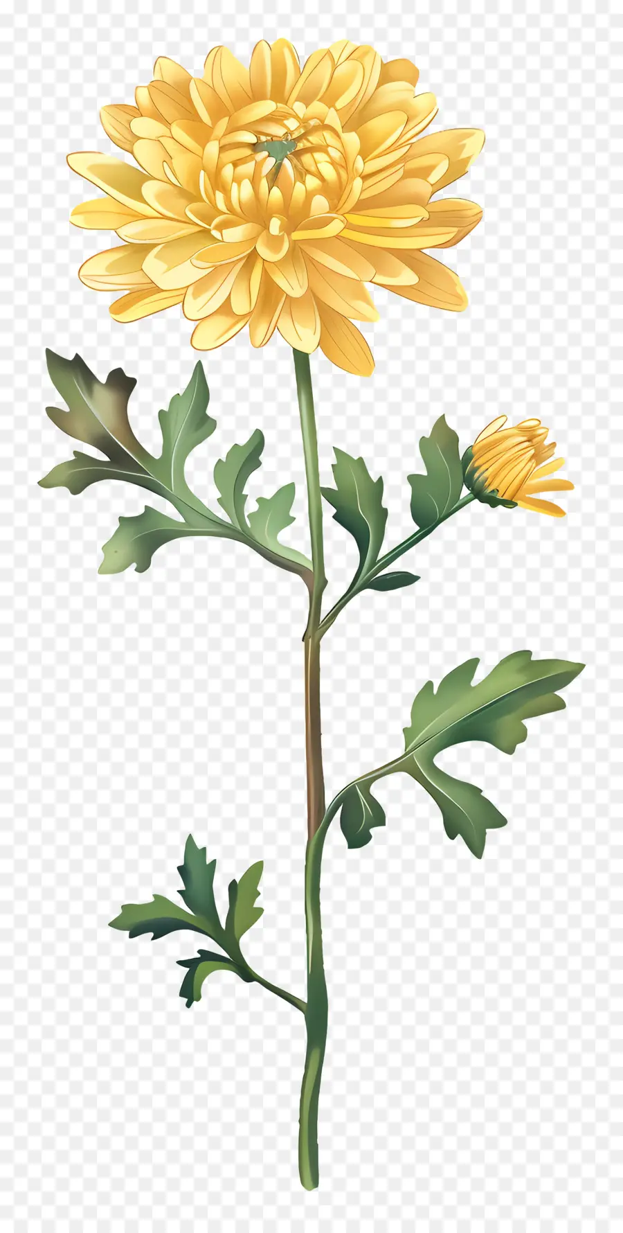 Crisântemo Amarelo，Flor Branca PNG