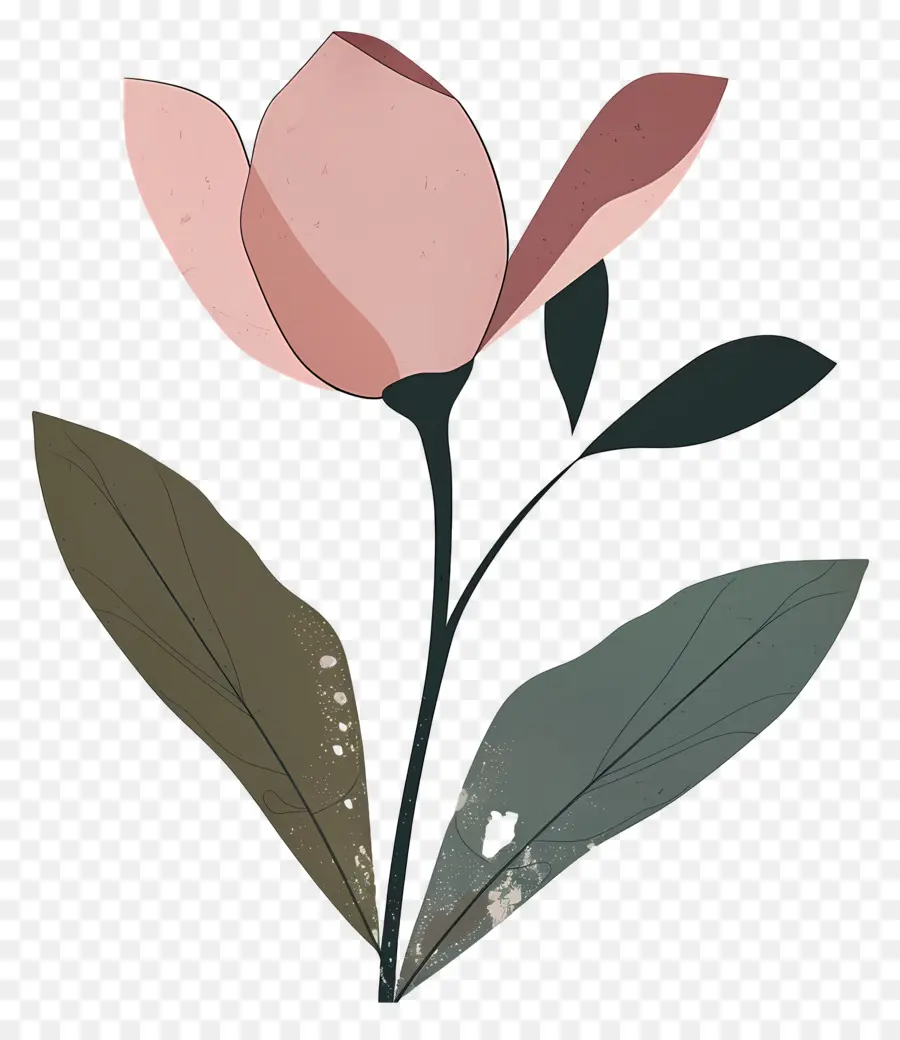 Flor Rosa，Tulipa Vermelha PNG