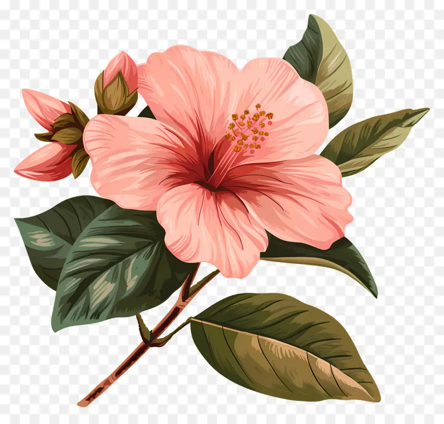 Flor Rosa，Flor PNG